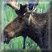 Alaskan wild animals-Closeup of a moose.