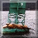Sea animals abound in a Alaska's waters: Seals on a buoy.