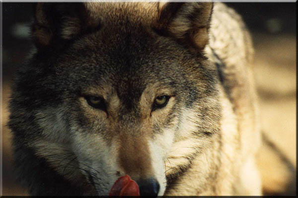 Alaskan animals-a wolf eats dinner.